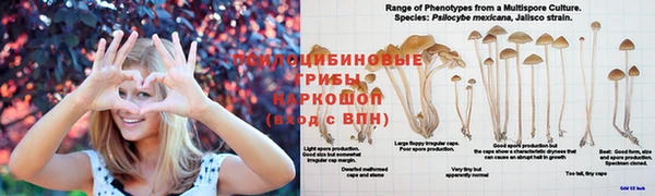 дмт Алзамай